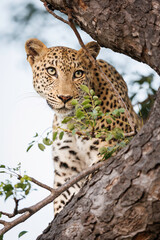 Aclose portrait of a leopard in a tree, Greater Kruger, Timbavati reserve, South Africa. 