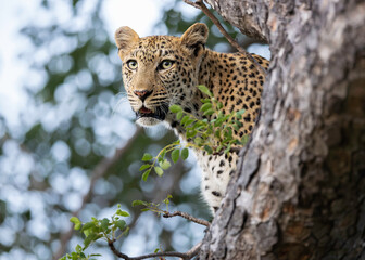 Close up portrait of a leopard in a tree, Greater Kruger, Timbavati, South Africa. 