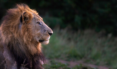 large male lion, soft evening light, side profile, portrait, with large blurred green background...