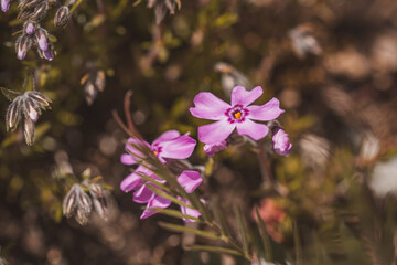 Kleine rosa Blüten im Garten
