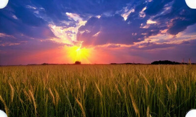 Fototapeta premium A field with the sun in the background. The countryside is vast and open, with tall green grasses stretching to the horizon. The sun is setting, its soft golden glow covering everything. Generative AI