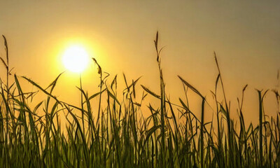 A field with the sun in the background. The countryside is vast and open, with tall green grasses stretching to the horizon. The sun is setting, its soft golden glow covering everything.
Generative AI