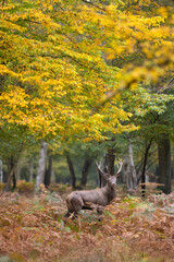 Un cerf élaphe dans une forêt en automne avec des fougères - 598350609