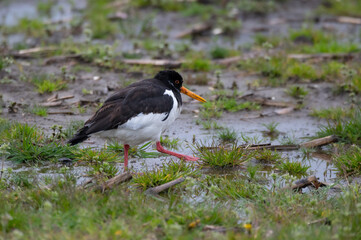 Haematopus ostralegus - Oystercatcher - Huitrier pie