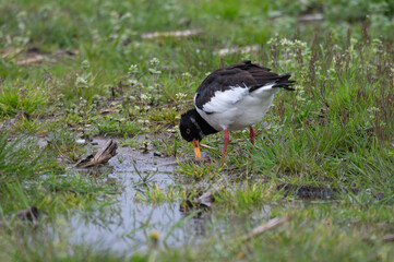Haematopus ostralegus - Oystercatcher - Huitrier pie