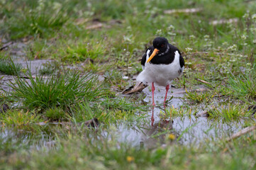 Haematopus ostralegus - Oystercatcher - Huitrier pie