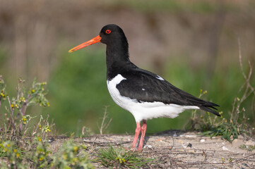 Haematopus ostralegus - Oystercatcher - Huitrier pie