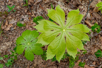 Mayapple plants closeup