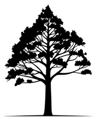 silhouette of palm tree