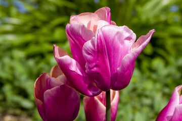 close up of beautiful bright pink tulip with a blurred green background