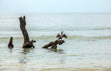Cormorant Spreading Wings on Tree in Water
