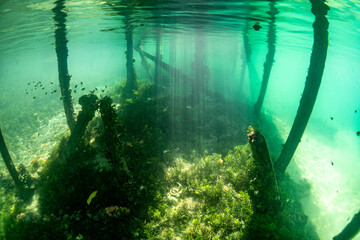 Jellyfish Lake on Kakaban Island - Maratua Atoll