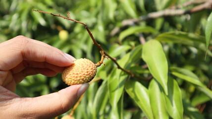 young lychee