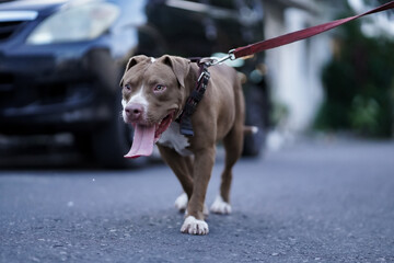 closeup, front view of a pitbull dog being played with in an urban area