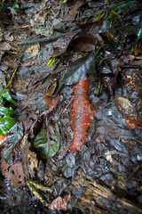 Leaf litter and a bronze coloured tree root in the rainforest of the Upper Amazon
