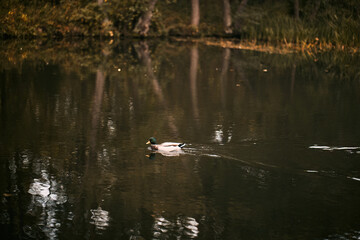 Duck swims in the pond. Lake in the park with water birds.