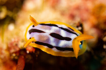 Diving Nabucco & Nunukan Island - Maratua Atoll Indonesia