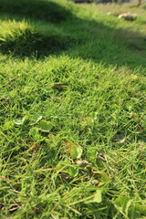Dried leaf fall on the lush grass japan ( rumput jepang ). Autumn background, concept, copy space.