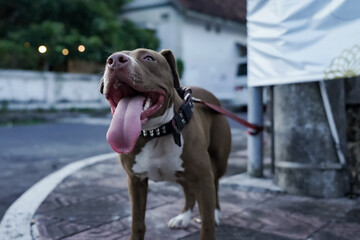 closeup, front view of a pitbull dog being played with in an urban area