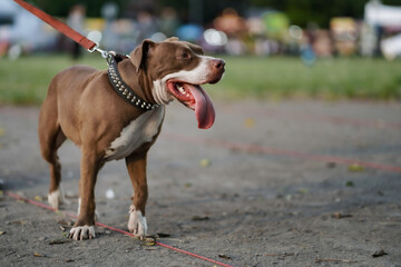 closeup, Pitbull dog from the side is happy.