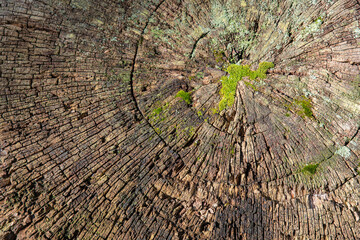 Texture of a cut tree trunk 