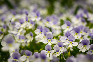 blue and white spring wild flowers like on a postcard