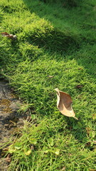 Obraz premium Dried leaf fall on the lush grass japan ( rumput jepang ). Autumn background, concept, copy space.