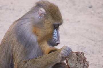 Side view of mandril monkey head