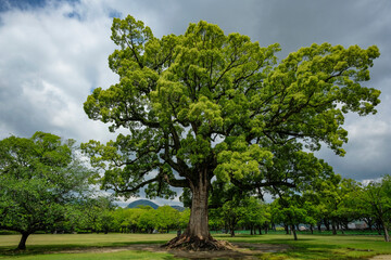 Views of the Ninomaru Park in Kumamoto on the Island of Kyushu, Japan.