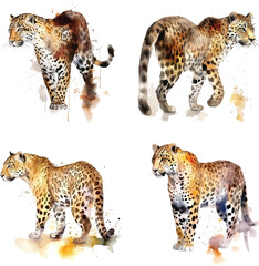 Leopard watercolor paint collection 