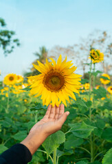 Fototapeta premium Hand touching big sunflower, sunflower field image