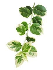 Emerald Gaiety, Fortune's spindle, winter creeper isolated transparent