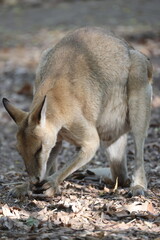 Naklejka premium wild kangaroo at campground in northern australia