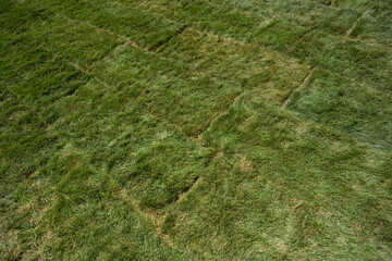 New Sod Yard of Green Grass