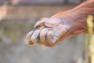 Orangutan hand view
