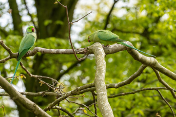 rose ringed parakeet, ring necked parakeet, Indian ringneck parrot, Amsterdam
