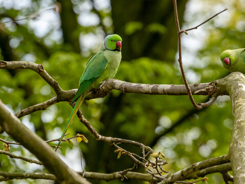 rose ringed parakeet, ring necked parakeet, Indian ringneck parrot, Amsterdam
