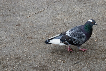 pigeon on the ground