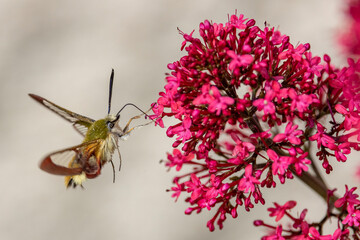 Moro sphinx (Macroglossum stellatarum) forages on centranthus flowers