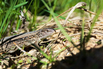 Naklejka premium natural light. lizard. in the natural habitat. close-up. soft focus. bright sun