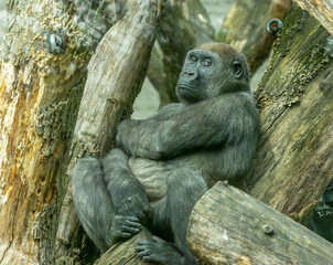 Gorilla in the zoo in Amsterdam looking very sad and bored leaning against a tree