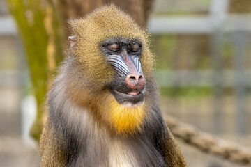 Mandrill, large monkey, ape in Amsterdam zoo sitting enjoying the sunshine with close up portrait of the red and blue face