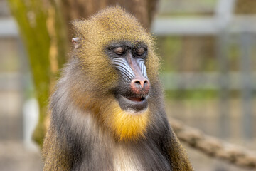 Mandrill, large monkey, ape in Amsterdam zoo sitting enjoying the sunshine with close up portrait of the red and blue face