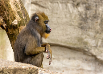 Mandrill, large monkey, ape in Amsterdam zoo sitting enjoying the sunshine with close up portrait...