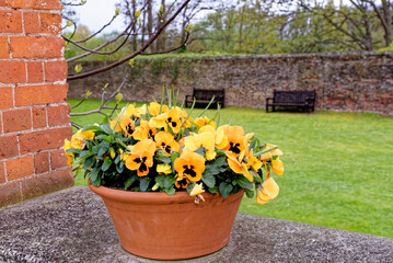 English country garden - vintage garden