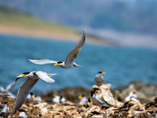 Sterna aurantia River tern in flight 