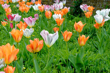 Tulips in an english cottage garden
