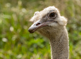 Ostrich looking straight into the camera with funny face