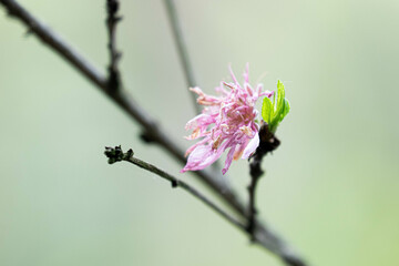 Close up Beautiful Blossom Pink Magnolia flowers