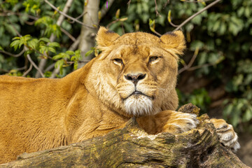Beautiful lioness lying enjoying the sunshine looking at the camera